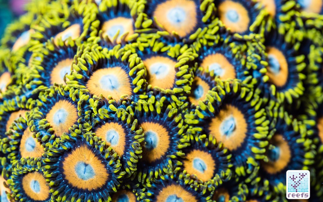 Zoanthids- a photographic journey
