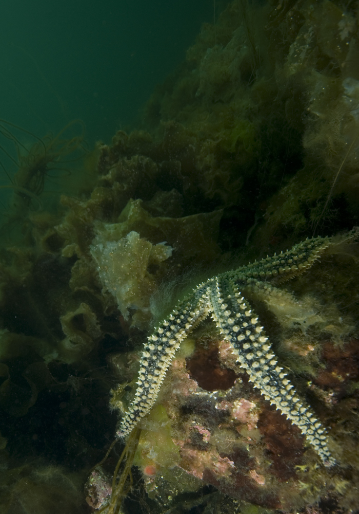 starfish, sea loch