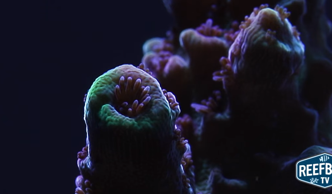 SPS Corals: Up Close and Personal