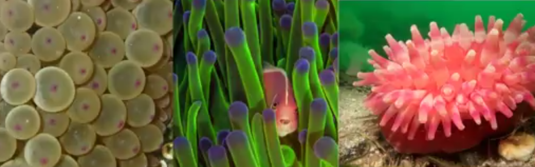 Sea Anemone Survey Request