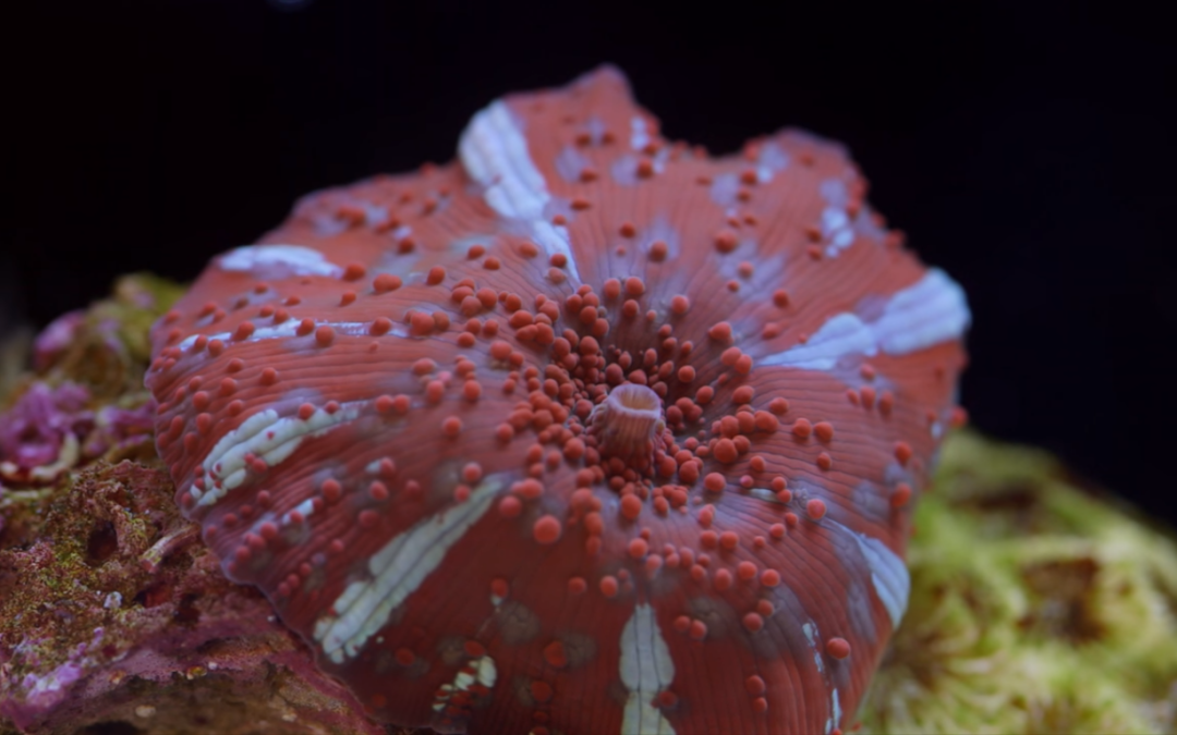 Rhodactis Mushrooms! Great for beginners and high end coral collectors!
