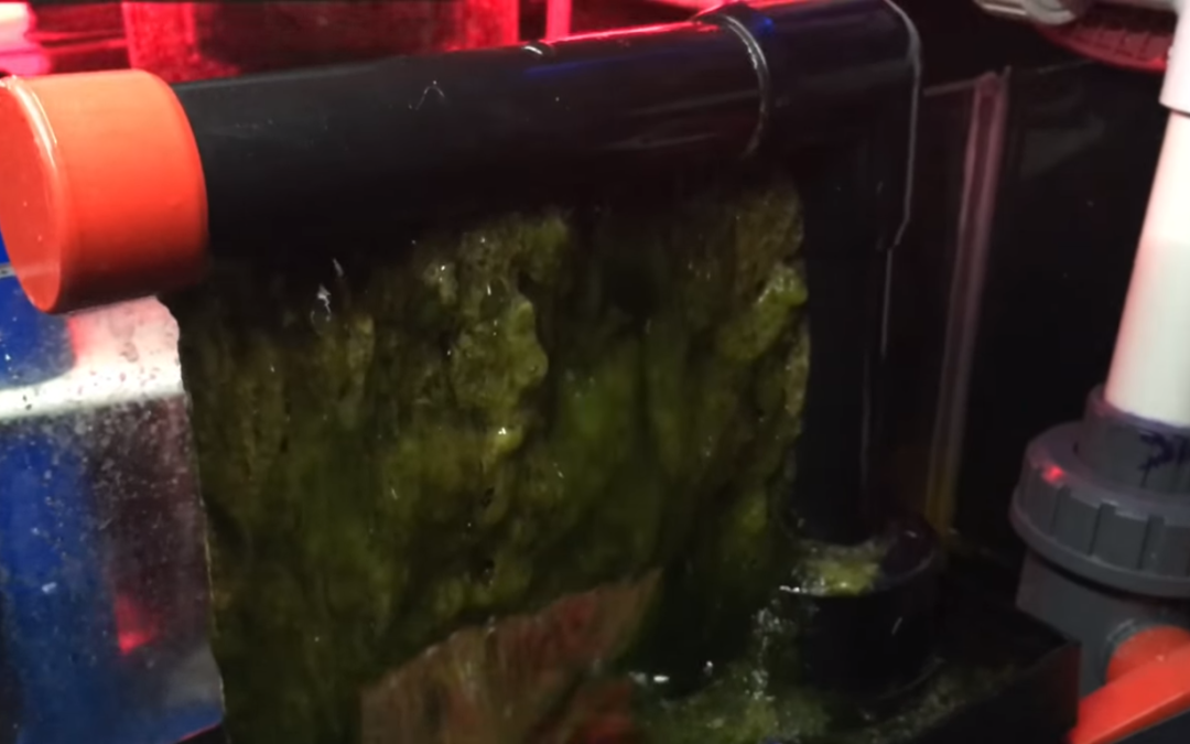 RAIN2 Waterfall Algae Scrubber