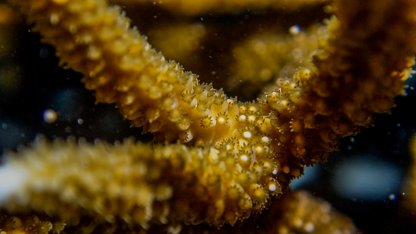 Reefs.com Conservation Series: Saving Atlantic Corals