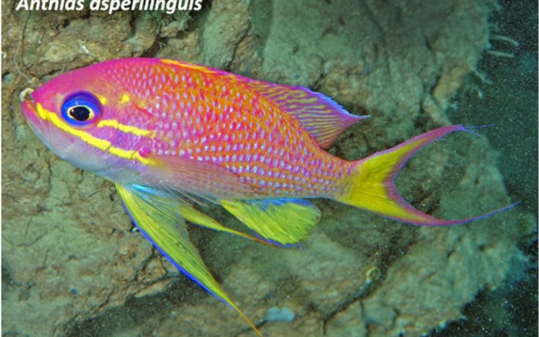 The Rariphotic Zone Is The Newest, Deepest Reef