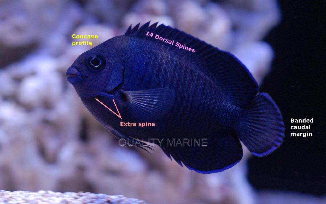 Monday Archives: A Bewilderingly Blue Pygmy Angelfish From Fiji