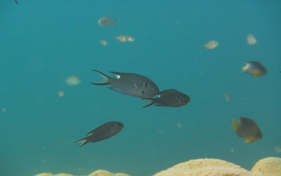 A (Not So) New Species Of Caribbean Damselfish