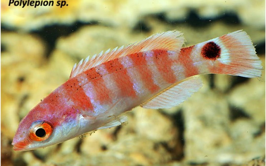 Monday Archives: New Video Of A Very Deep, Very Undescribed Wrasse