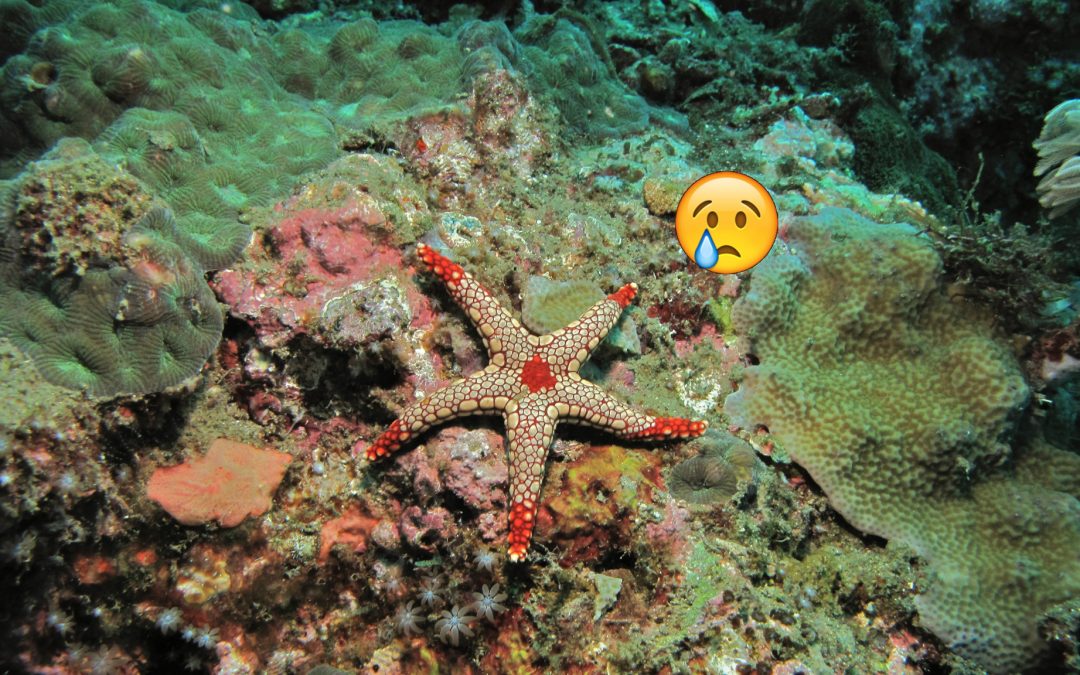 Data on Survival Rates for Selected Starfish and Hermits