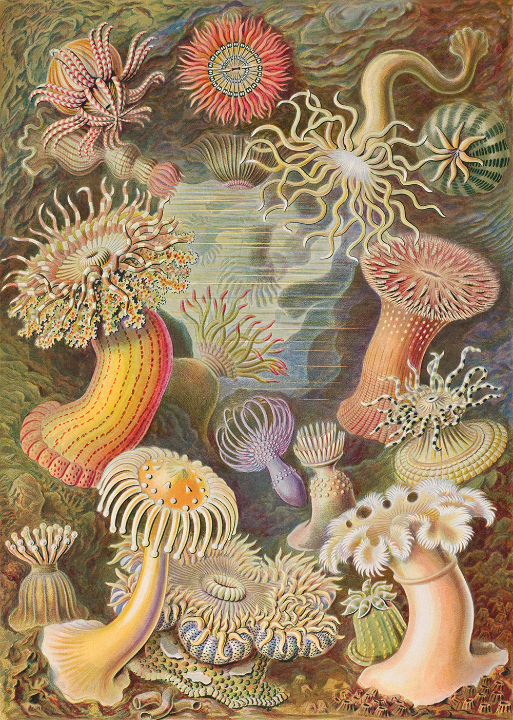 Ernst Haeckel, illustration