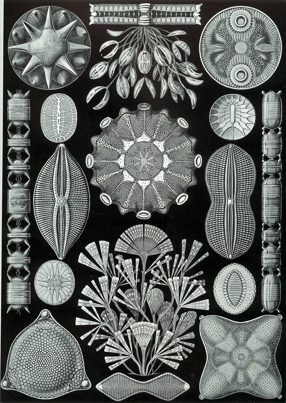Ernst Haeckel, illustration