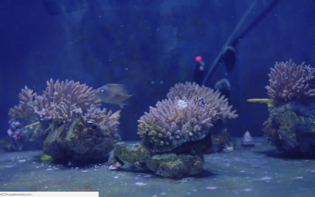 Coral are in serious trouble. This lab could help save them