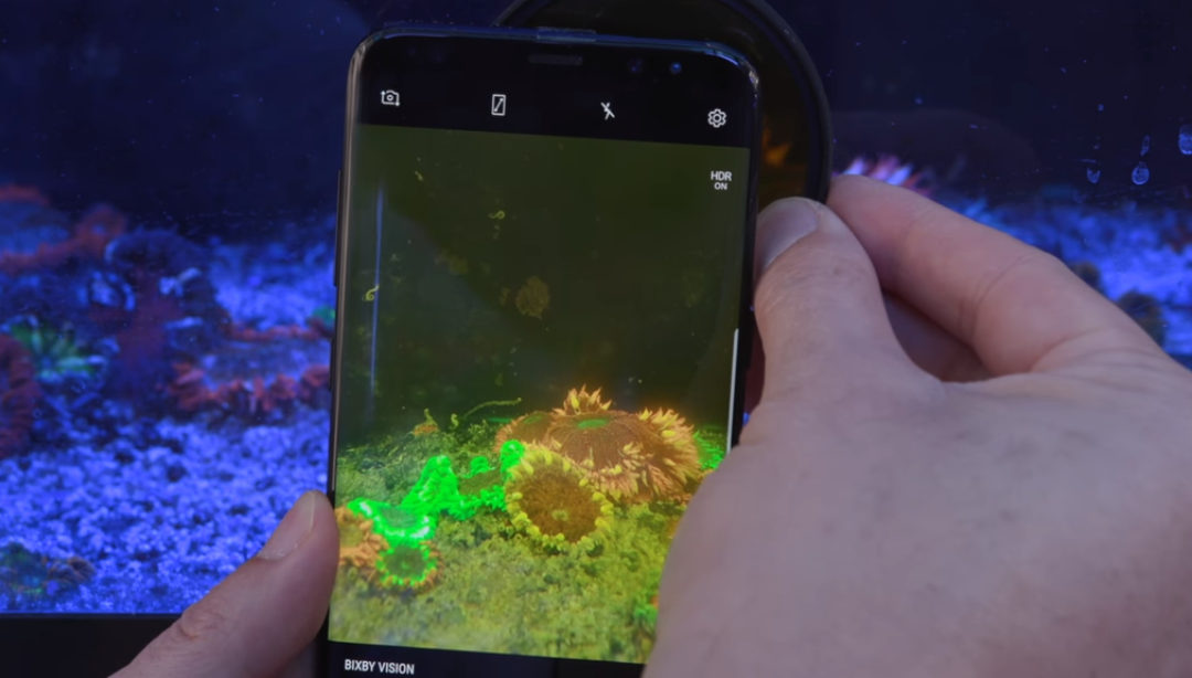 5 Problems with Buying Coral Online and Tips that Can Help