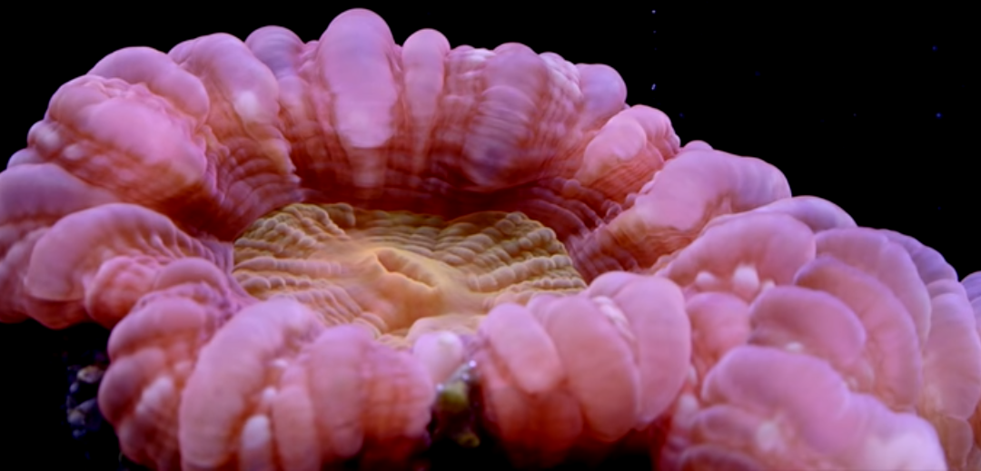 Top 5 Corals for Beginners: Soft Coral Edition