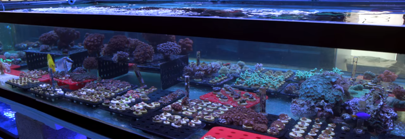 coral frag tank