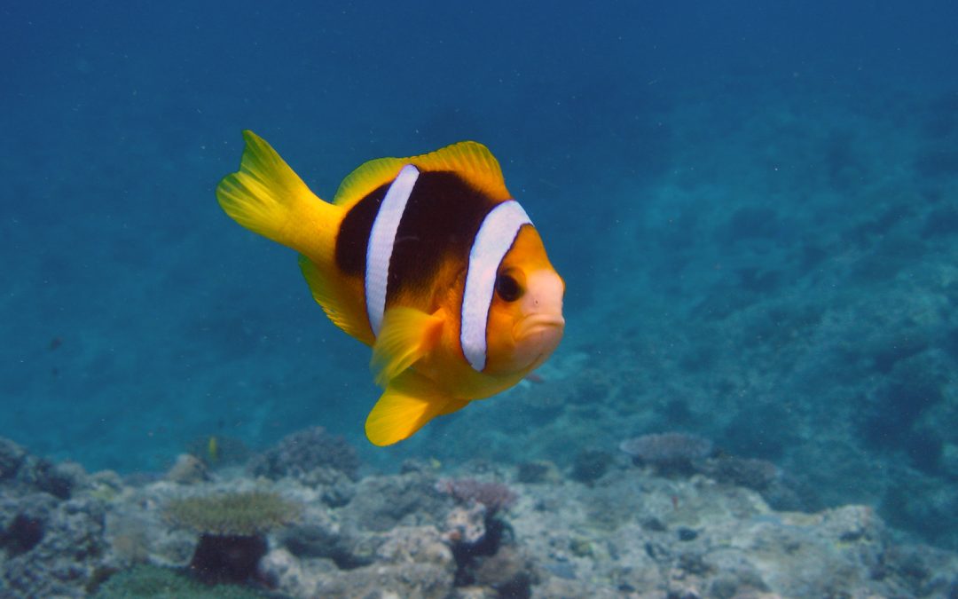 How To Identify The Caledonian Anemonefish