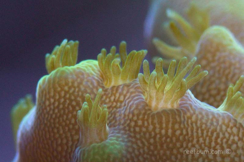 Our Top 10 Must Have SPS Corals - ReefBum