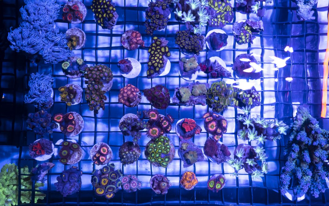 “Coral Road Trip” – Long Island Reef Association 2018 Frag Swap
