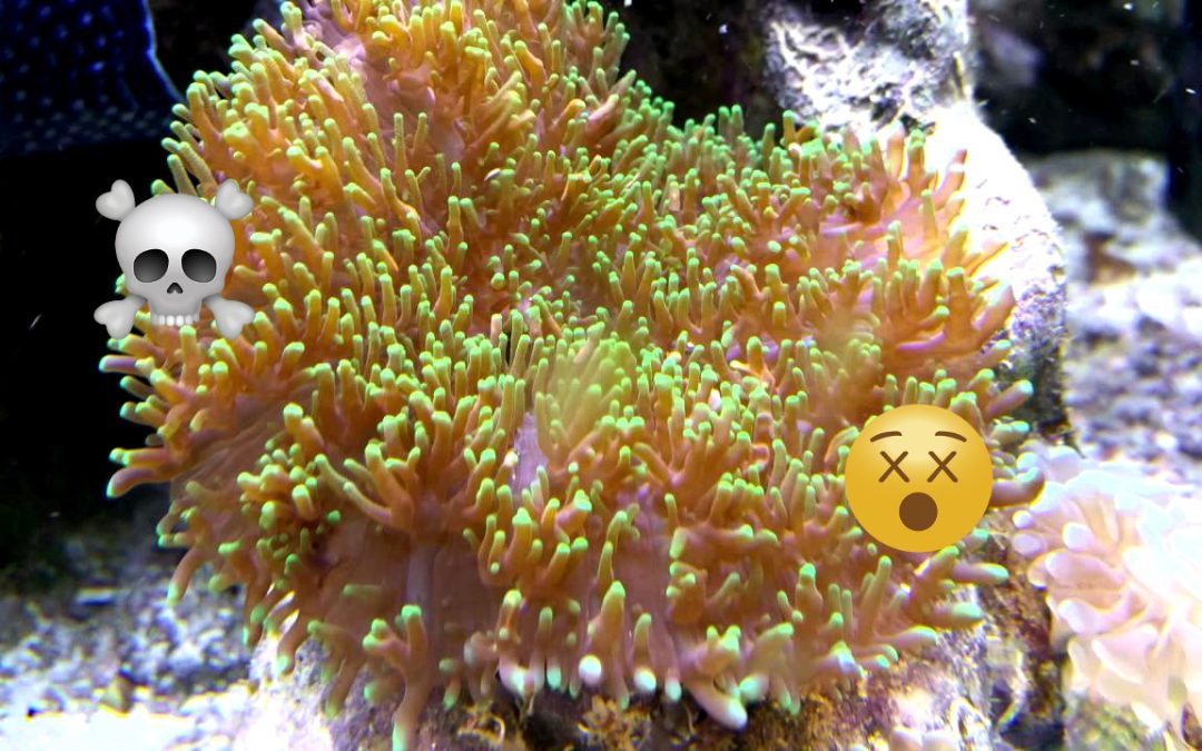 Rhodactis Mushroom Corals Are Surprisingly Deadly