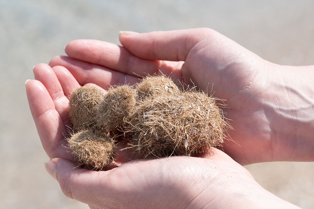 neptune sea grass balls