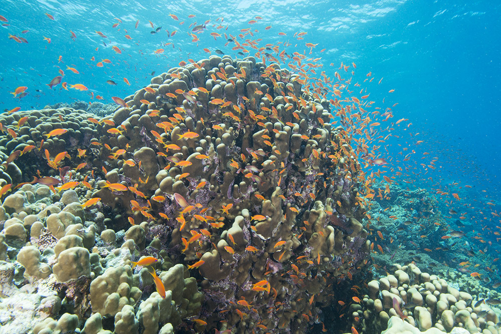 coral, reef, anthias, red sea