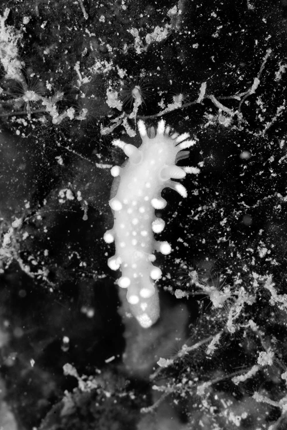 nudibranch, Polycera sp.
