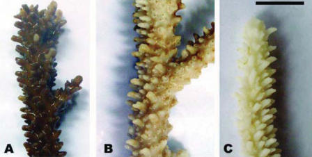The Impact of Sunscreen on Hard Corals and Their Symbiotic Algae