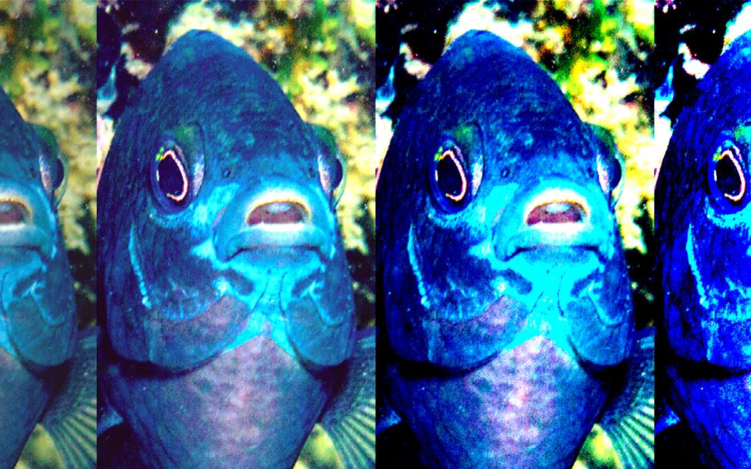 Bluemouth Damselfish, A Rare New Species Known From Just One Unusual Island