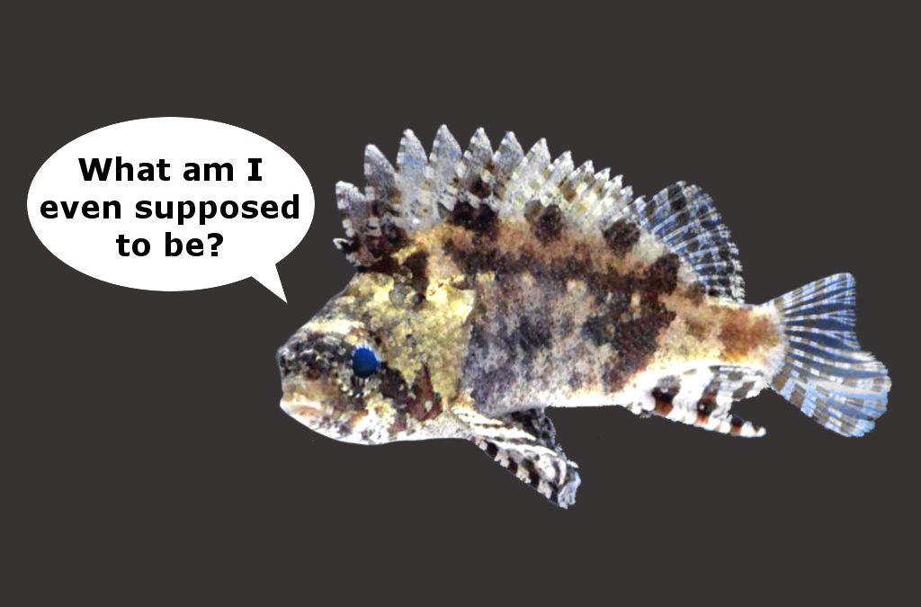 Centrogenys, A Confusing Fish That Makes No Sense