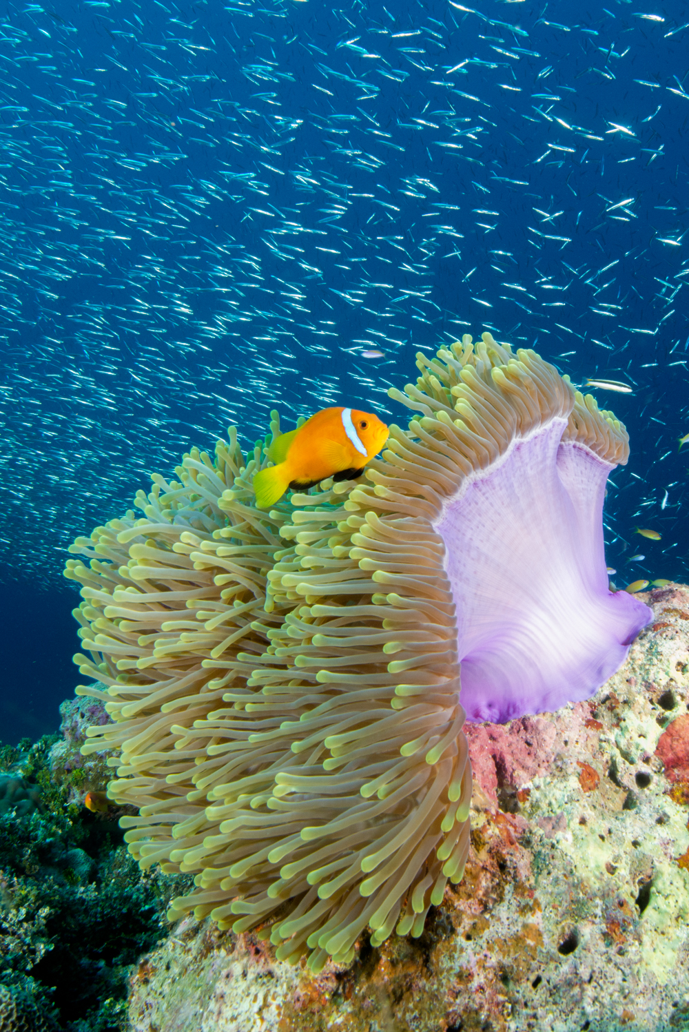 Amphiprion nigripes blackfoot clown