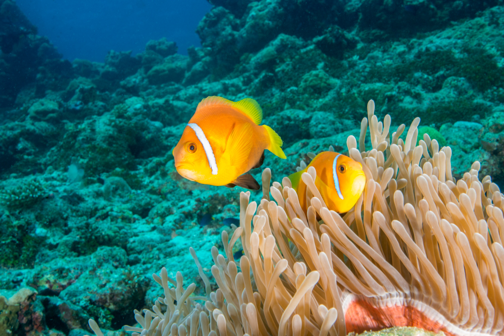 Amphiprion nigripes blackfoot clown