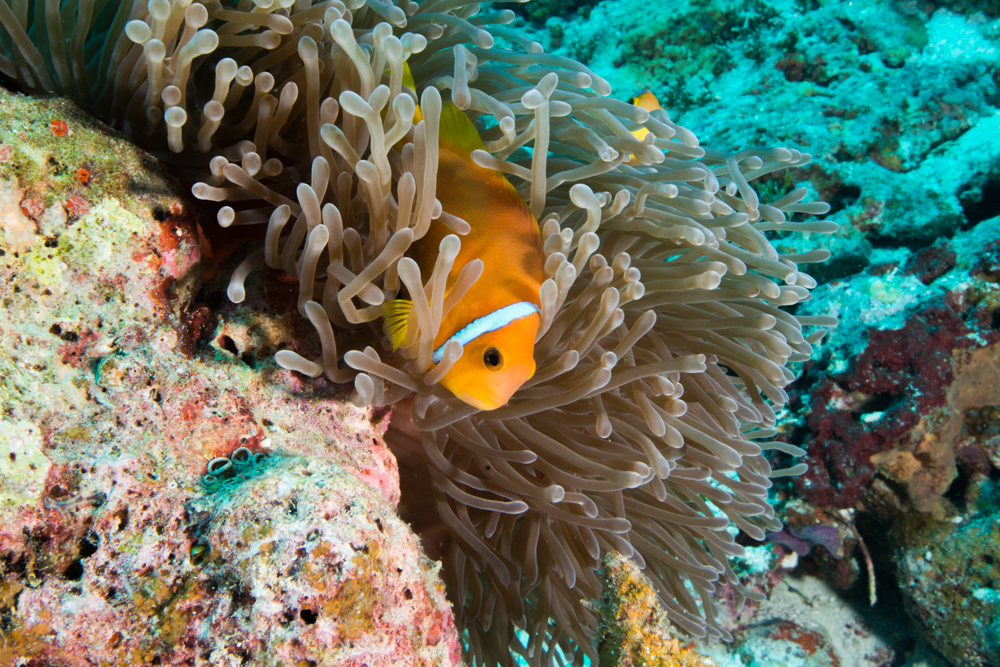 Amphiprion nigripes blackfoot clown