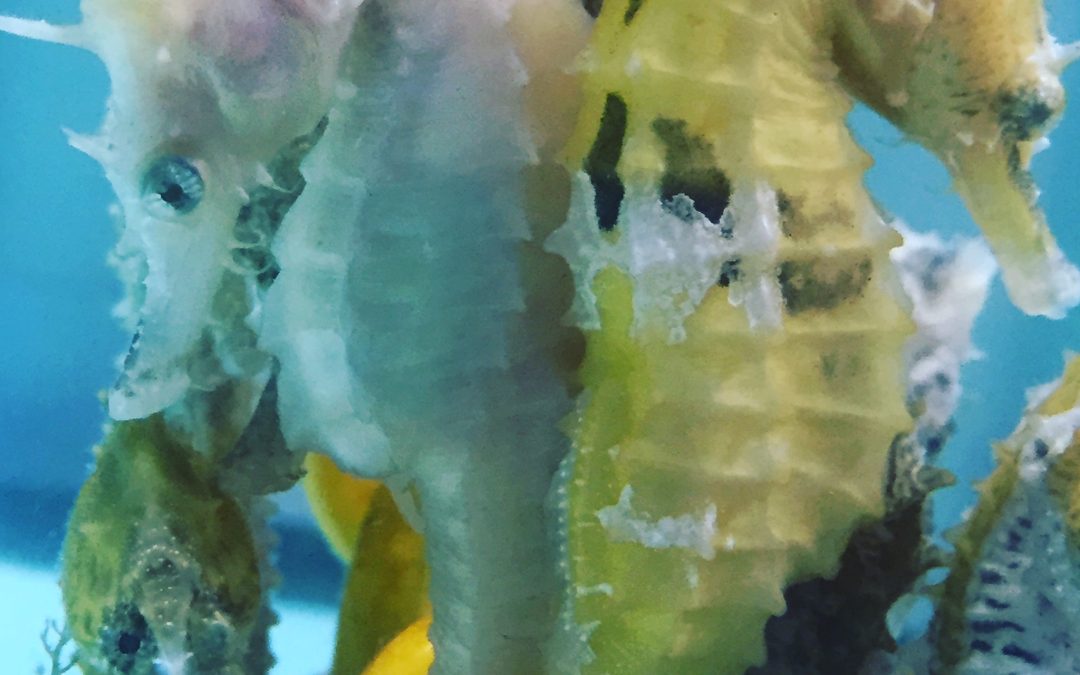A visit to Seahorse Savvy