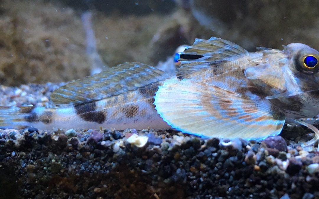 Coastal Collecting Log: The Leopard Sea Robin