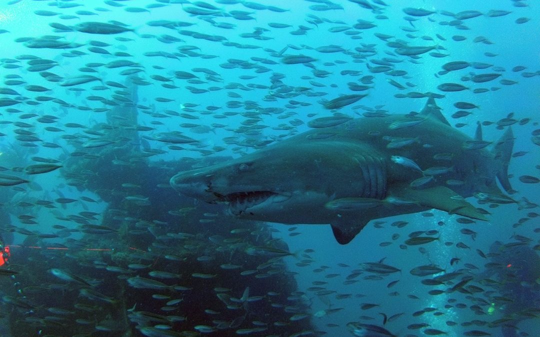 High Adventure Diving on the Wreck of the Atlas
