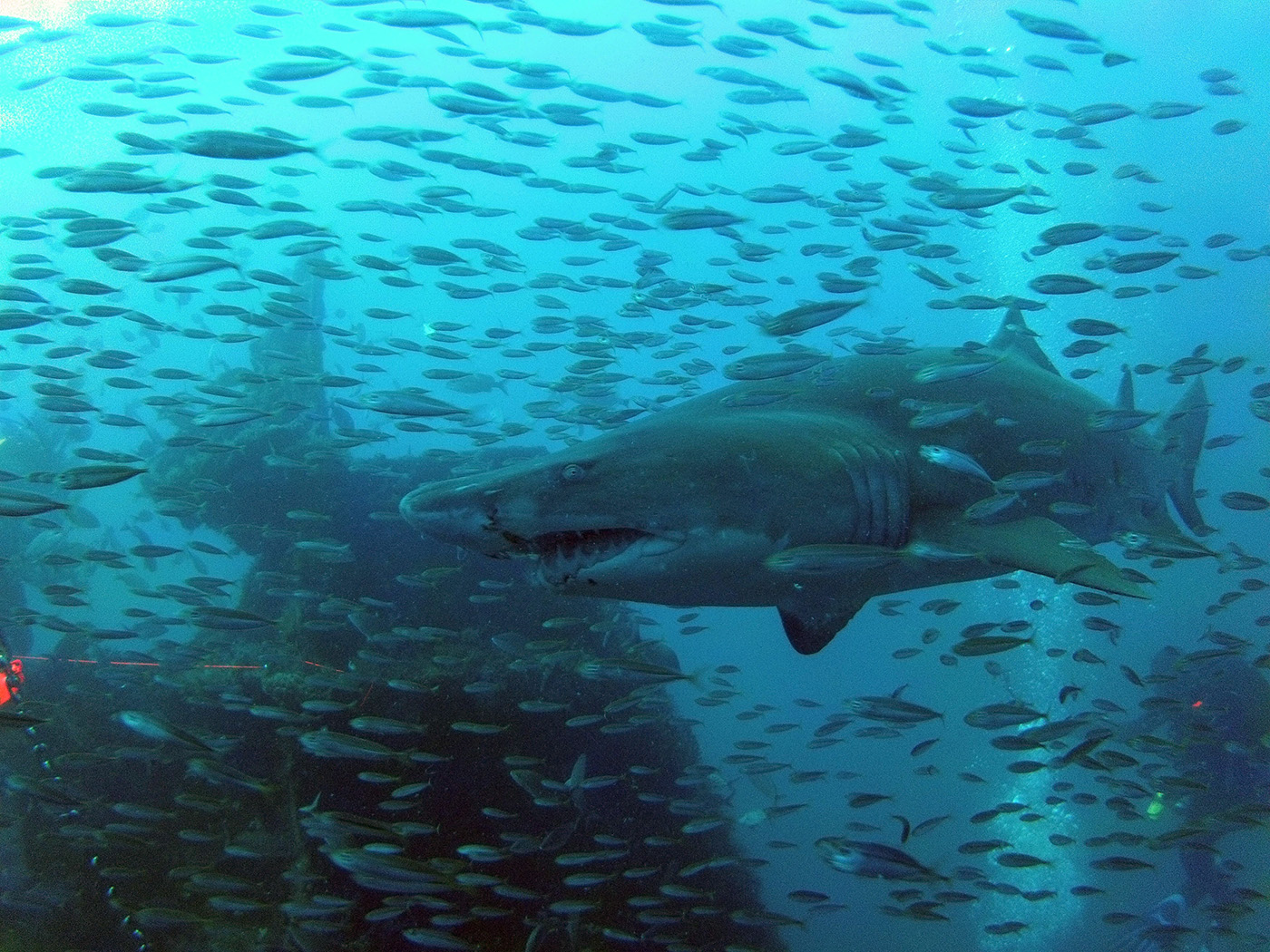 High Adventure Diving on the Wreck of the Atlas