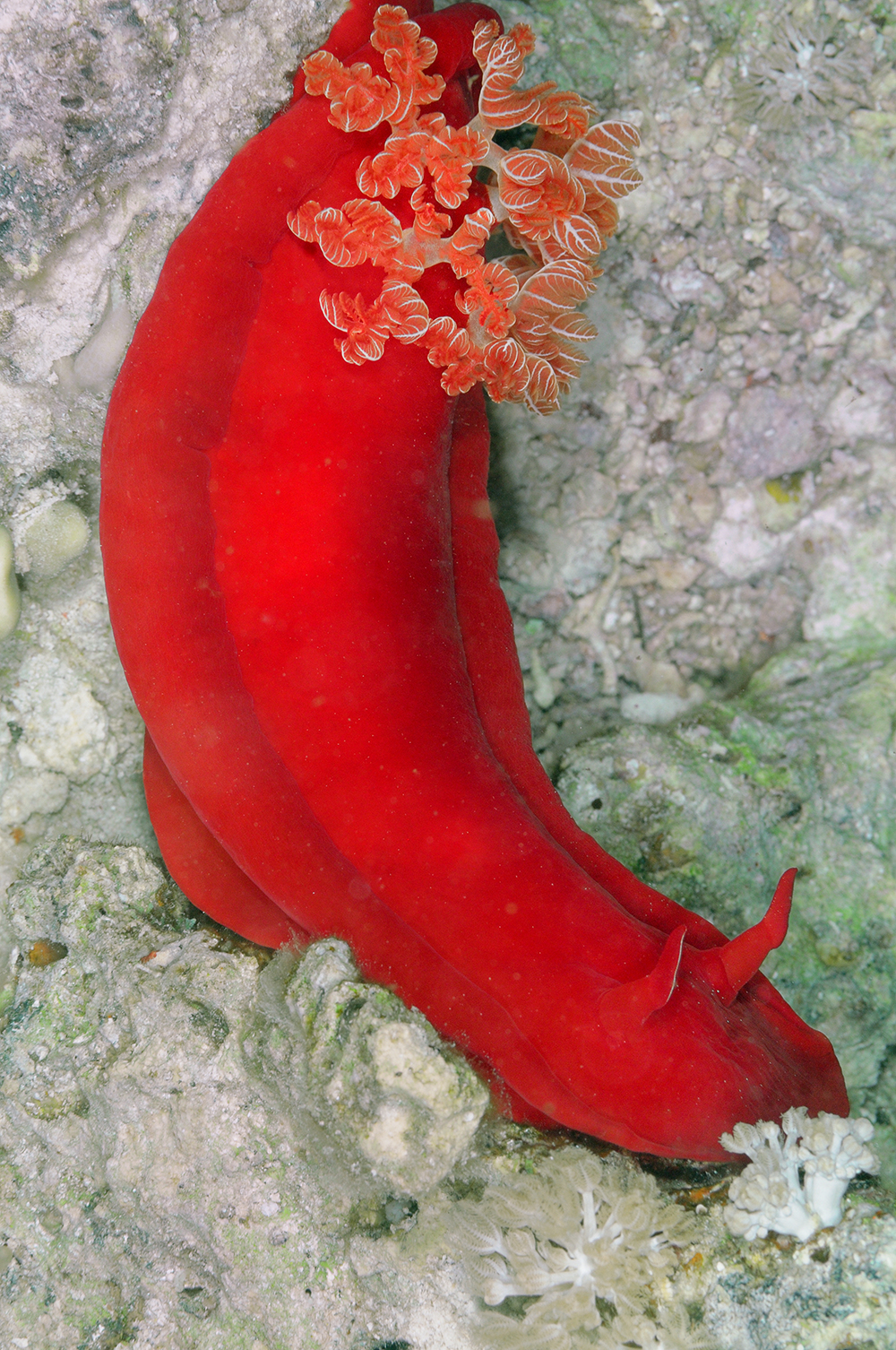 Spanish Dancer nudibranch