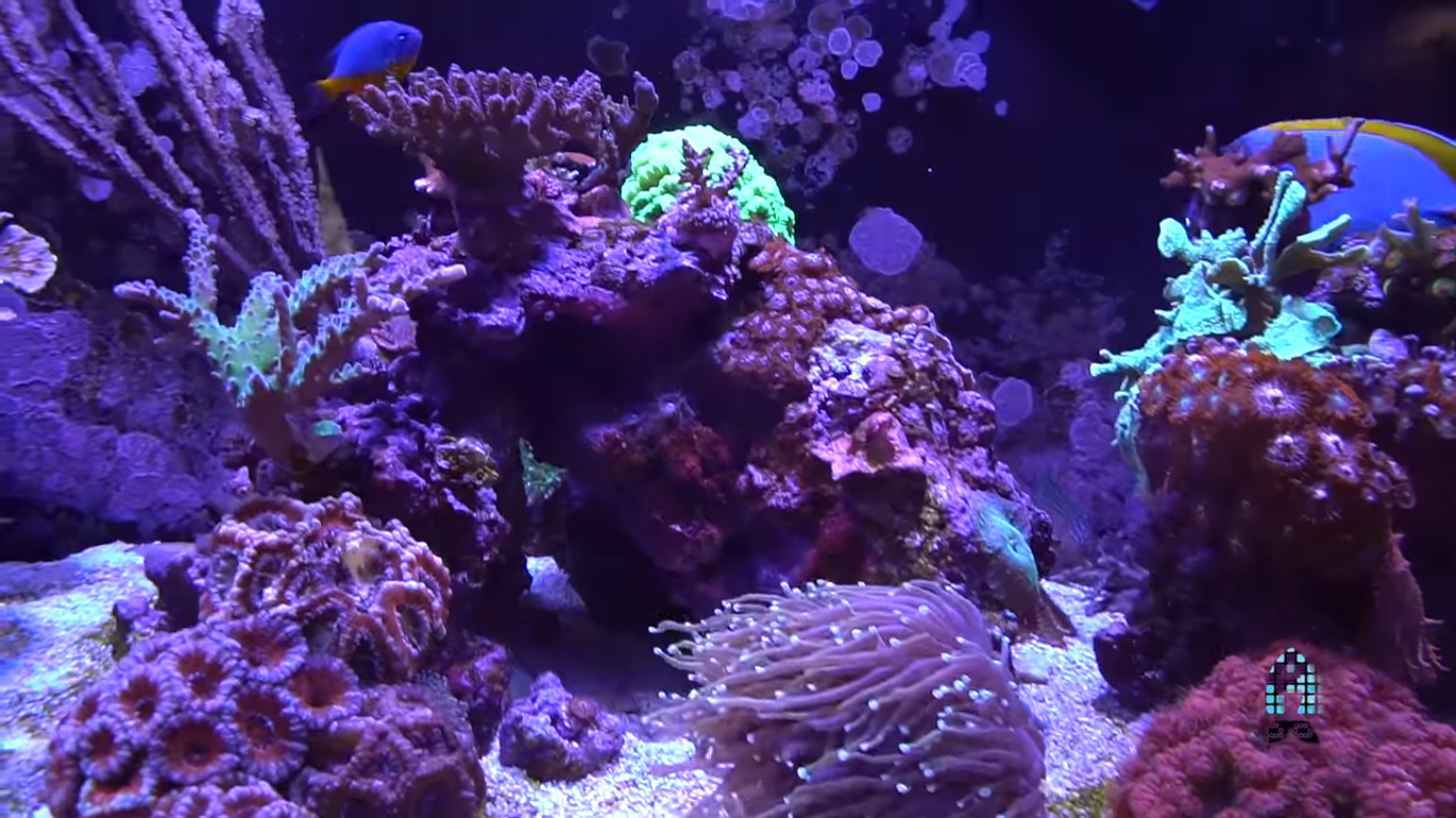 Reefs.com Youtubers’ Tank Show Off: Reef Dudes