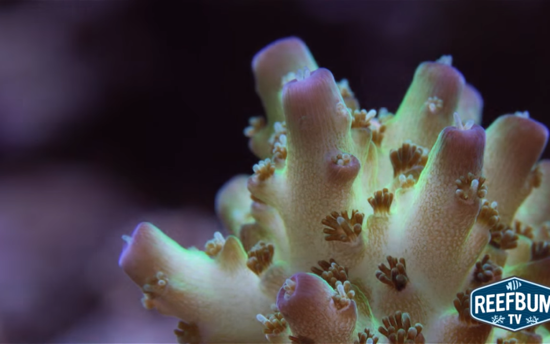Top 5 SPS Corals