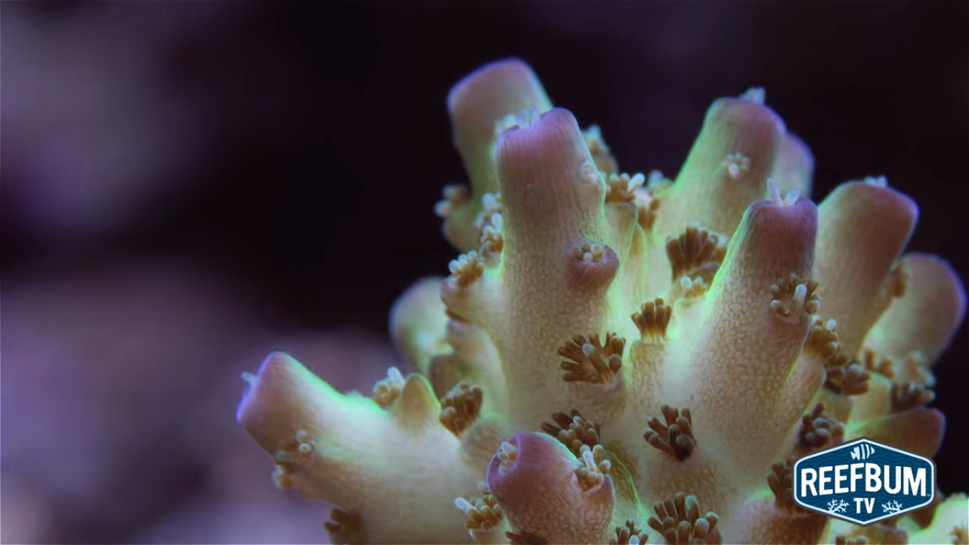 Top 5 SPS Corals