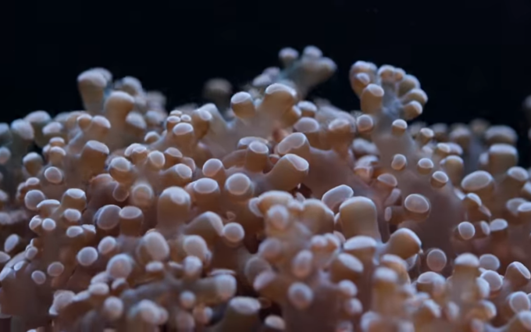Frogspawn Care Tips