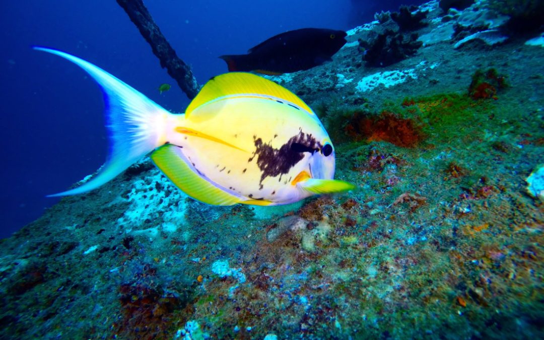 Monday Archives: A Xanthic Blackstreak Surgeonfish & A Blue Orange-shoulder Surgeonfish