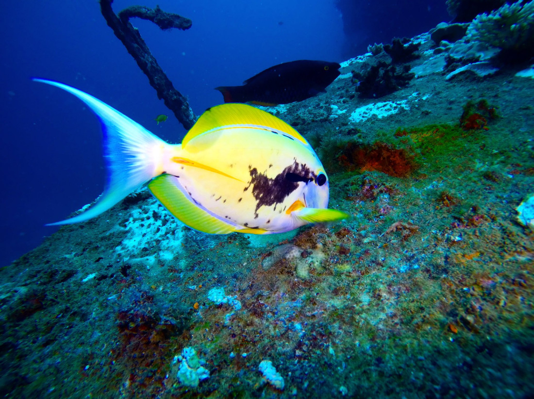 Monday Archives: A Xanthic Blackstreak Surgeonfish & A Blue Orange-shoulder Surgeonfish