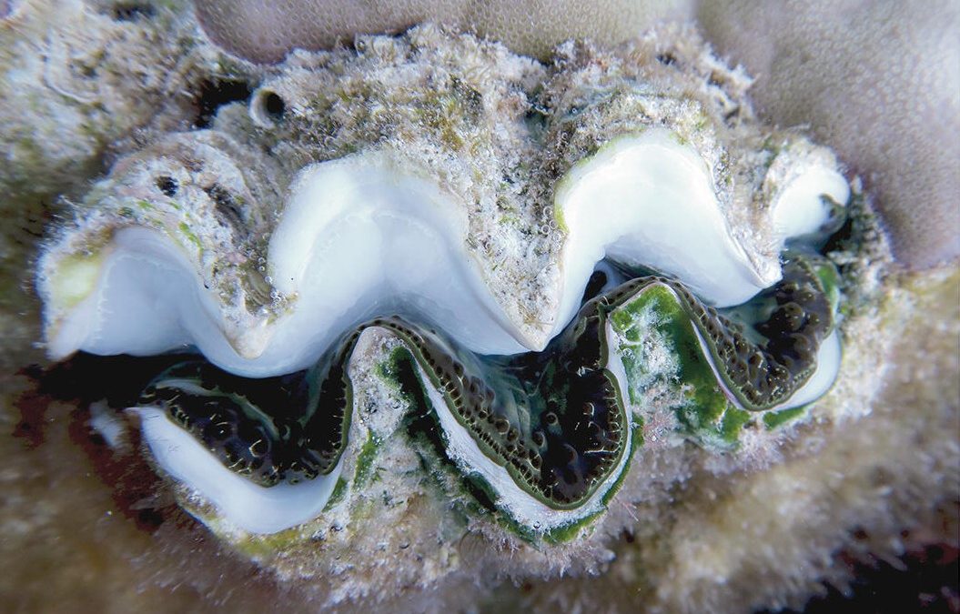 How? Why? This Giant Clam Bleached On Just One Side