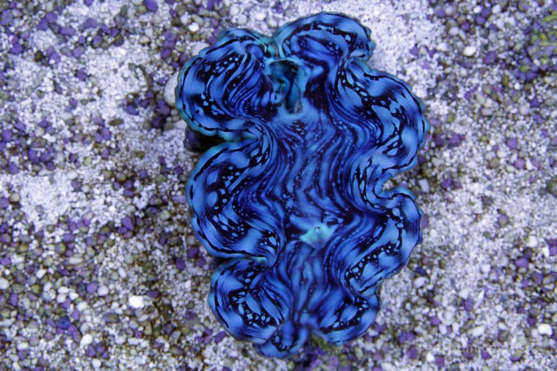 Blue Squamosa Clam – A Mollusk With Wow Factor