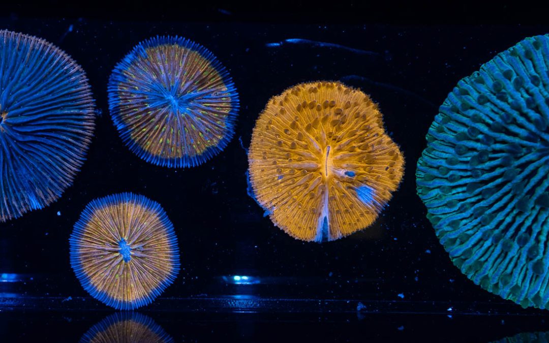 2018 Reefapalooza New York: The Eye Candies Part I