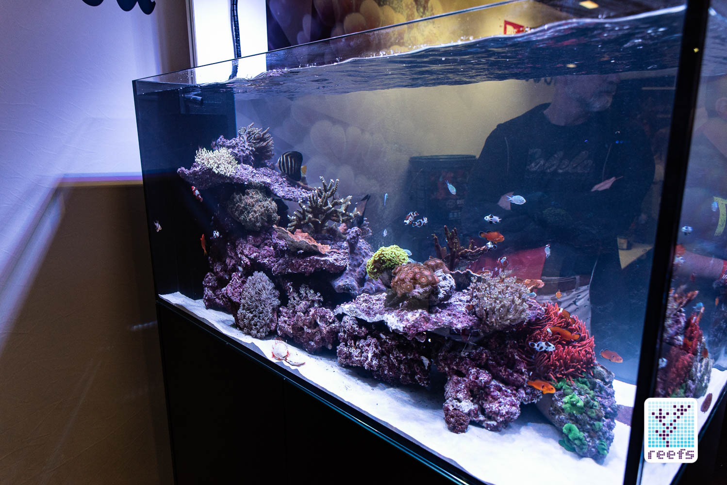 Reefs.com : Reef A Palooza NY 2018’s Best Display Tanks