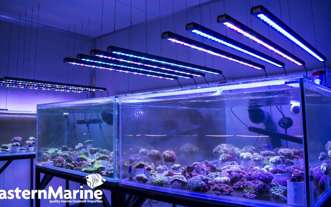 Orphek OR 120 Bar LED Bars at EasternMarine Aquariums