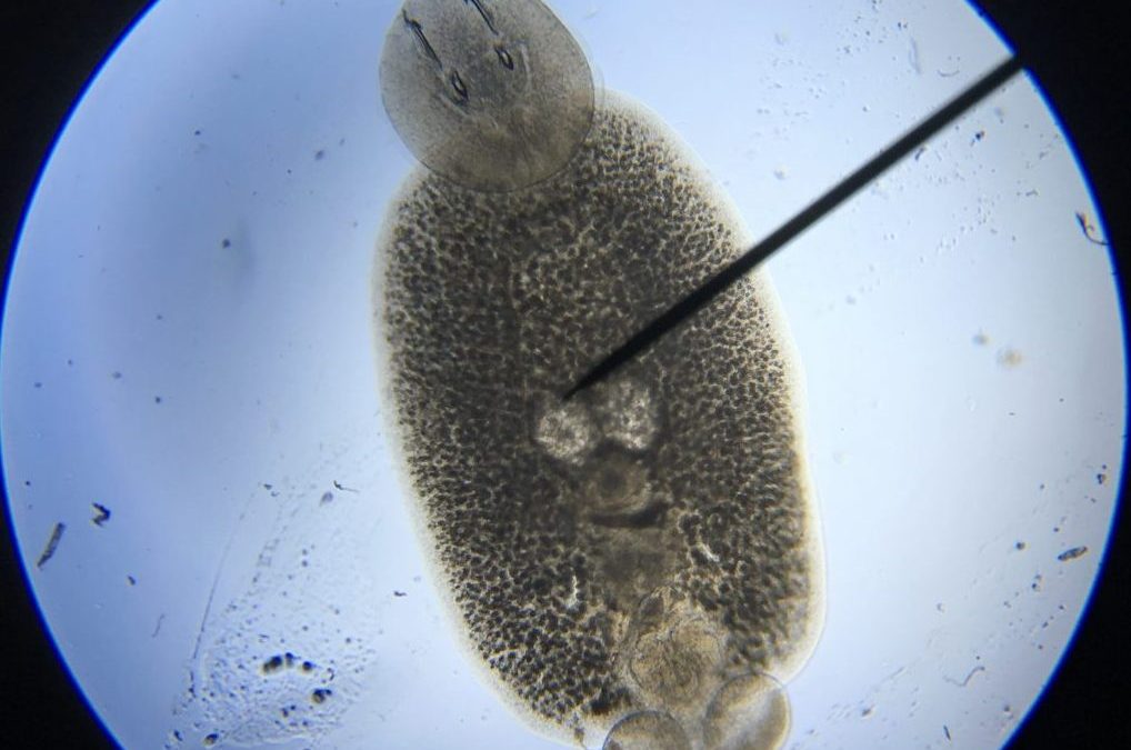Eliminating Skin Flukes in Saltwater Fish