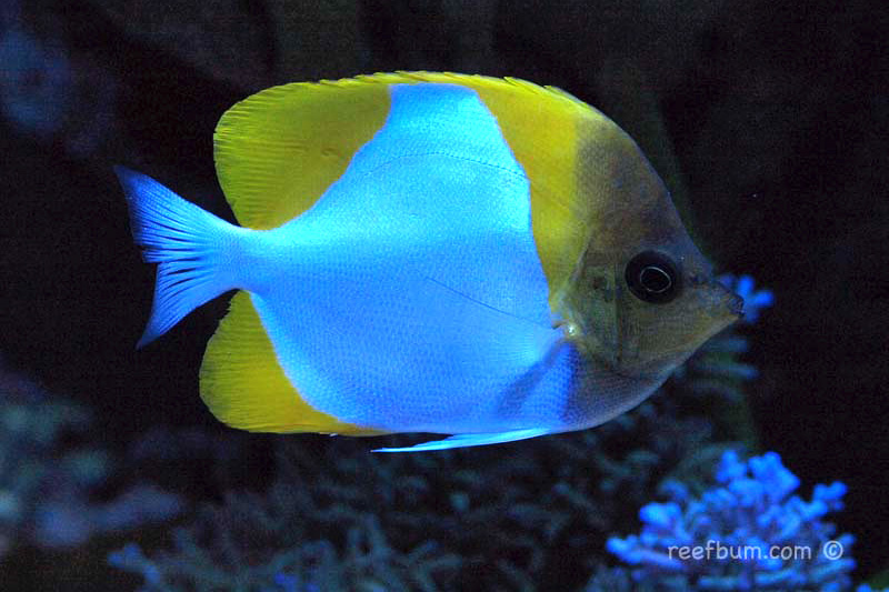 Focus on Fish – Yellow Pyramid Butterflyfish