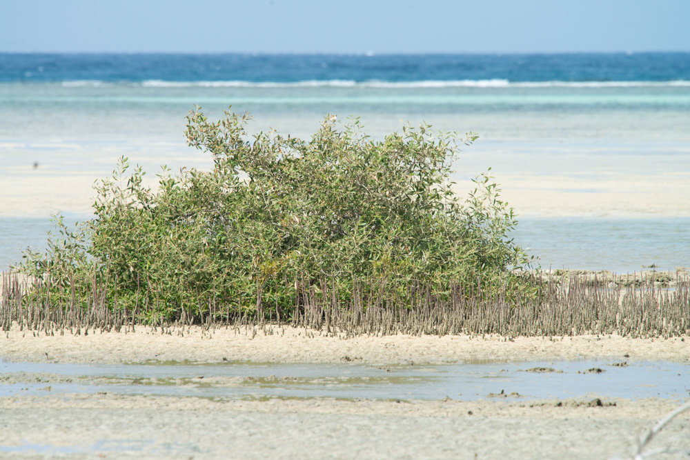 mangrove